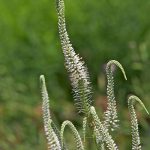 Culver’s Root Medicinal Uses