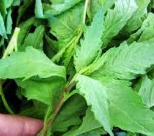 Read more about the article Epazote Leaves Benefits