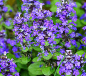 Read more about the article Bugleweed Benefits for the Heart