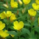 Evening Primrose Medicinal Properties