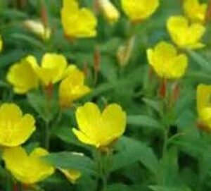 Read more about the article Evening Primrose Medicinal Properties