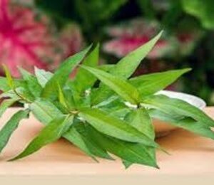 Read more about the article Vietnamese Coriander Uses