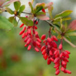 Indian Barberry Benefits