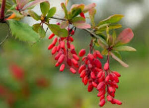 Read more about the article Indian Barberry Benefits